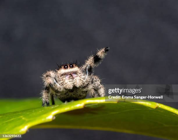 springspinne phidippus regius weibchen - spider stock-fotos und bilder