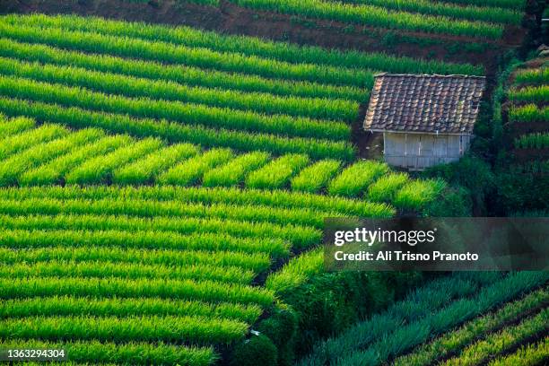 house, pattern, shallot plantation ,  west java - java oeste imagens e fotografias de stock