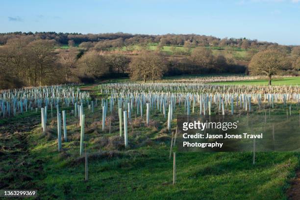 a view of a field full of young trees with protection around them - enfield fotografías e imágenes de stock