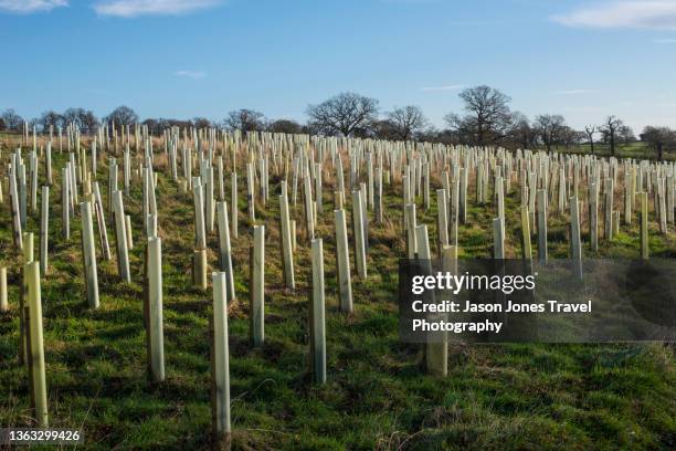 view of an area of recently planted young trees - baumschule stock-fotos und bilder