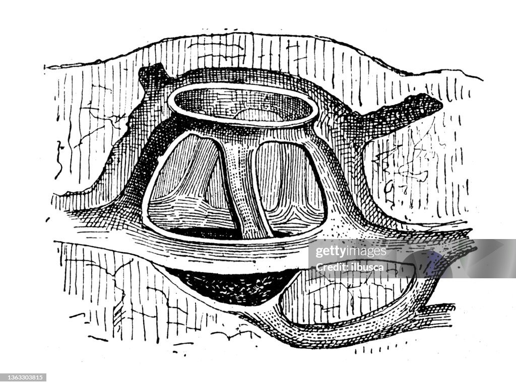 Antique illustration: Mole hill