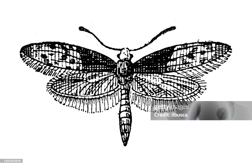 Antique illustration: diamondback moth (Plutella xylostella)