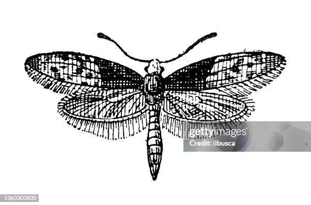 antique illustration: diamondback moth (plutella xylostella) - diamondback rattlesnake stock illustrations