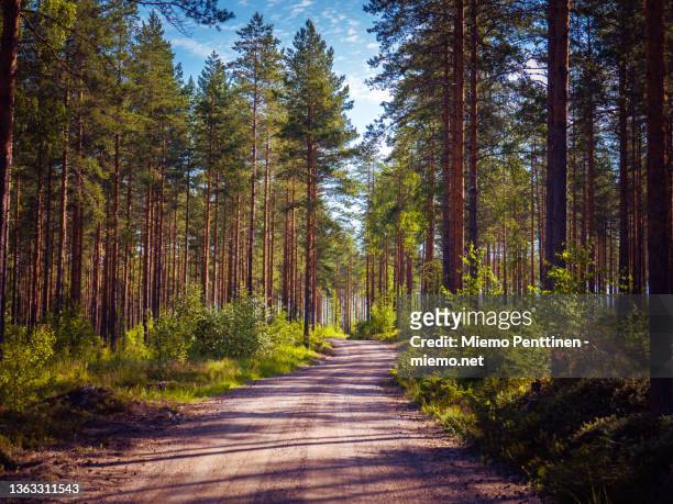 a dirt road in the middle of a pine forest in finland on a sunny summer day - woodland ストックフォトと画像