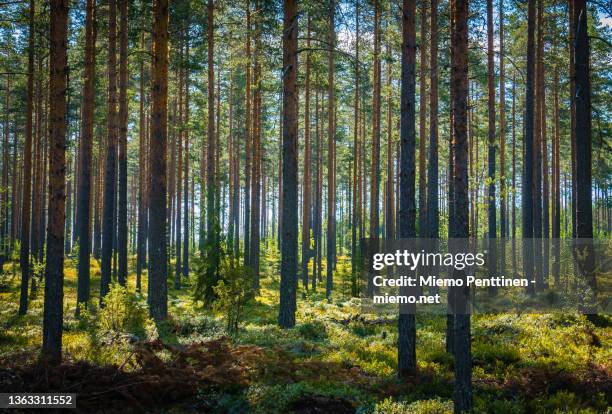 a pine tree forest in finland on a sunny summer day - finland forest stock pictures, royalty-free photos & images