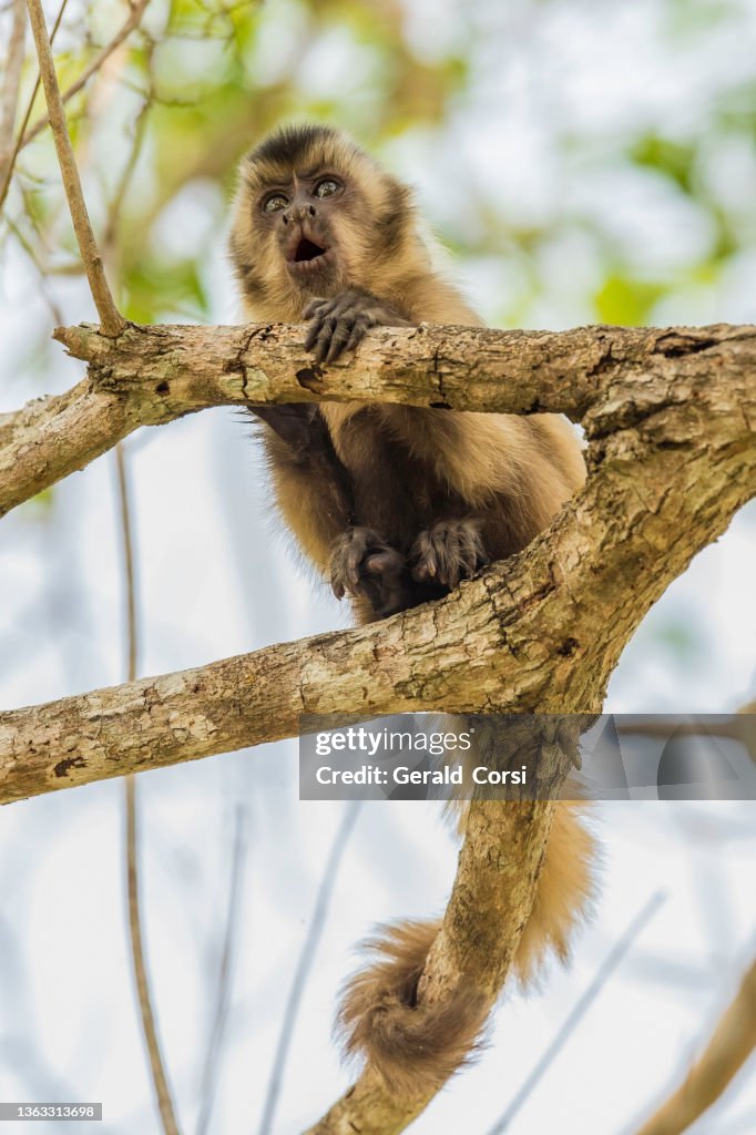 The black-striped capuchin (Sapajus libidinosus), also known as bearded capuchin, is a New World primate from South America. Found in the Pantanal area of Brazil.