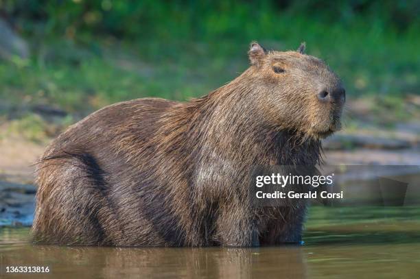 the capybara (hydrochoerus hydrochaeris) is a large rodent and found in the pantanal, brazil. - capybara 個照片及圖片檔