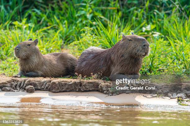 the capybara (hydrochoerus hydrochaeris) is a large rodent and found in the pantanal, brazil. - capybara 個照片及圖片檔