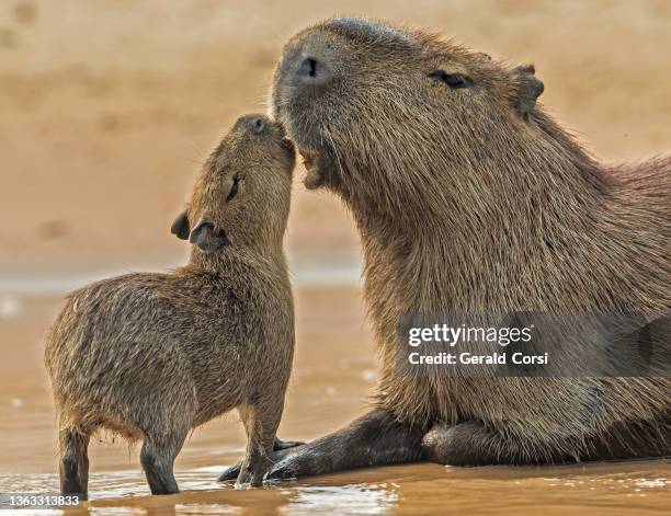 the capybara (hydrochoerus hydrochaeris) is a large rodent and found in the pantanal, brazil. - capybara 個照片及圖片檔