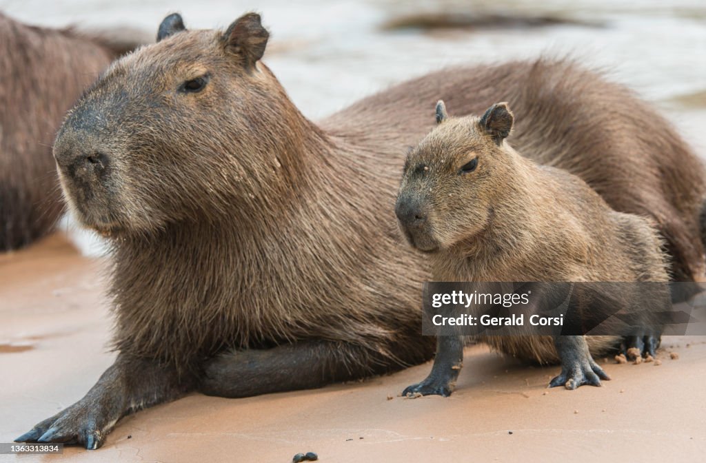 ProChessLeague on X: The Brazil Capybaras lead by a point after the first  round. #ProChess  / X