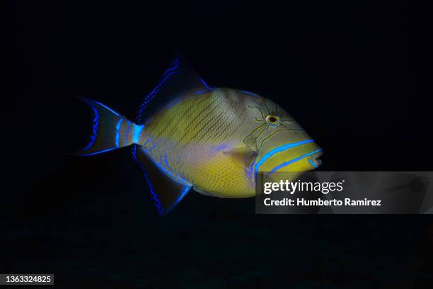 queen triggerfish. - triggerfish stockfoto's en -beelden