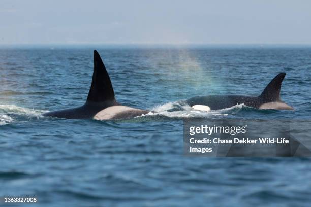orcas swimming - pod group of animals stock-fotos und bilder