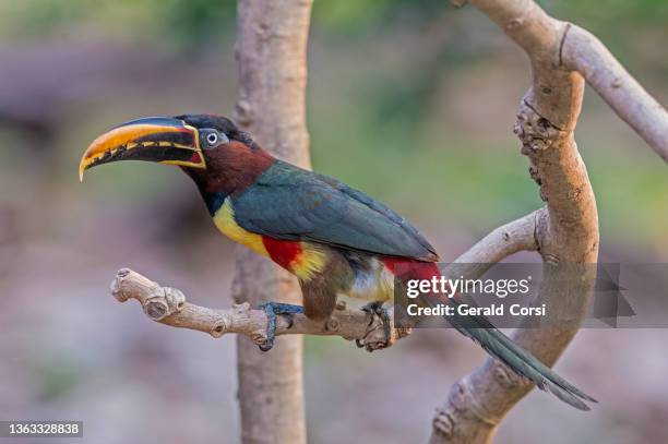 Chestnut Eared Aracari Pteroglossus Castanotis Fotograf as E Im genes chestnut-eared-aracari-pteroglossus-castanotis-fotograf-as-e-im-genes