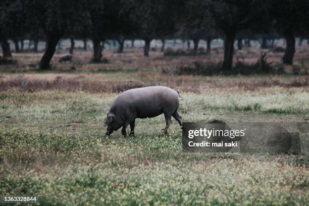 cerdo en la dehesa - extremadura stock pictures, royalty-free photos & images