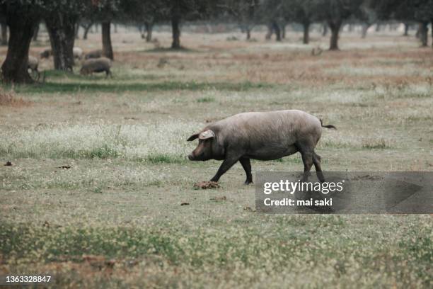 cerdo ibérico - iberian pig stock pictures, royalty-free photos & images