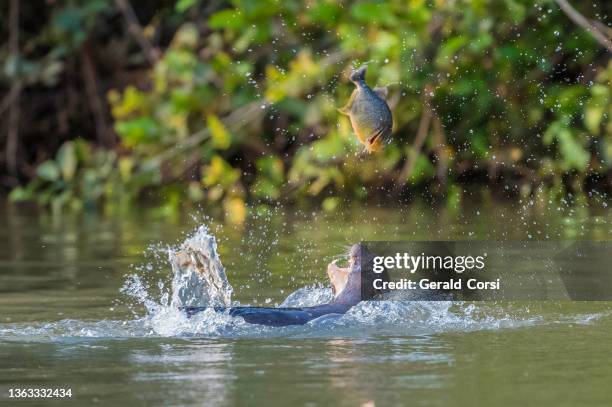 der riesenotter (pteronura brasiliensis) ist ein südamerikanisches fleischfressendes säugetier und kommt im pantanal in brasilien vor. einen fisch essen. - giant otter stock-fotos und bilder