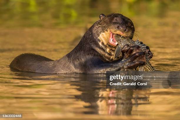 the giant otter (pteronura brasiliensis) is a south american carnivorous mammal and is found in the pantanal, brazil. eating a fish. - carnivora stock pictures, royalty-free photos & images