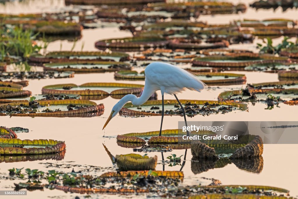 The great egret (Ardea alba), also known as the common egret is found in the Pantanal, Brazil. Standing in a pond of Victoria Water Lilies.