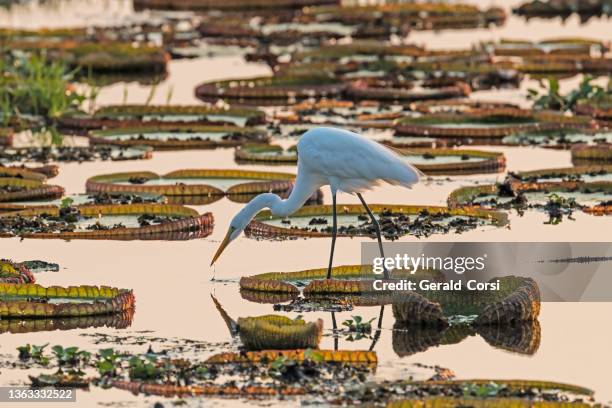 the great egret (ardea alba), also known as the common egret is found in the pantanal, brazil. standing in a pond of victoria water lilies. - pantanal wetlands 個照片及圖片檔