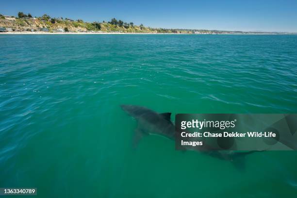 great white shark - feeding frenzy stock pictures, royalty-free photos & images