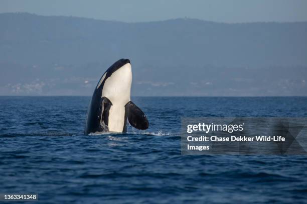 orcas swimming - pod group of animals stock pictures, royalty-free photos & images