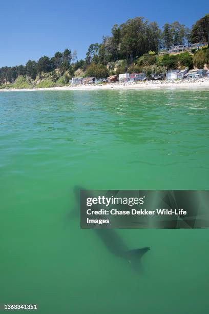 great white shark - animal fin stock pictures, royalty-free photos & images