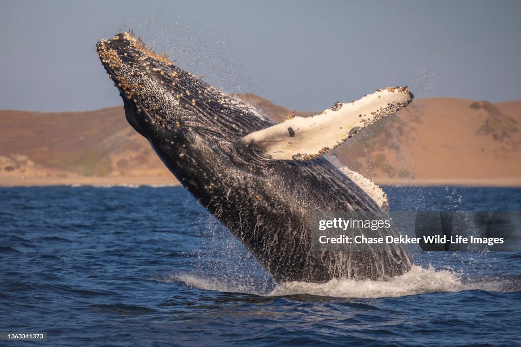 Humpback Whales