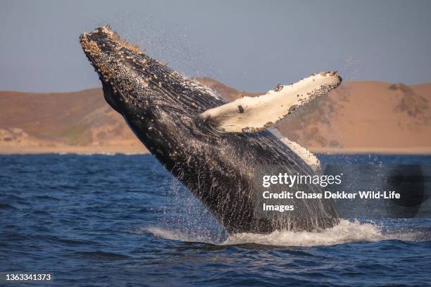 humpback whales - blåshål djurkroppsdel bildbanksfoton och bilder