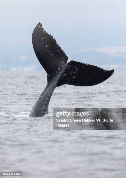 humpback whale - feeding frenzy stock pictures, royalty-free photos & images