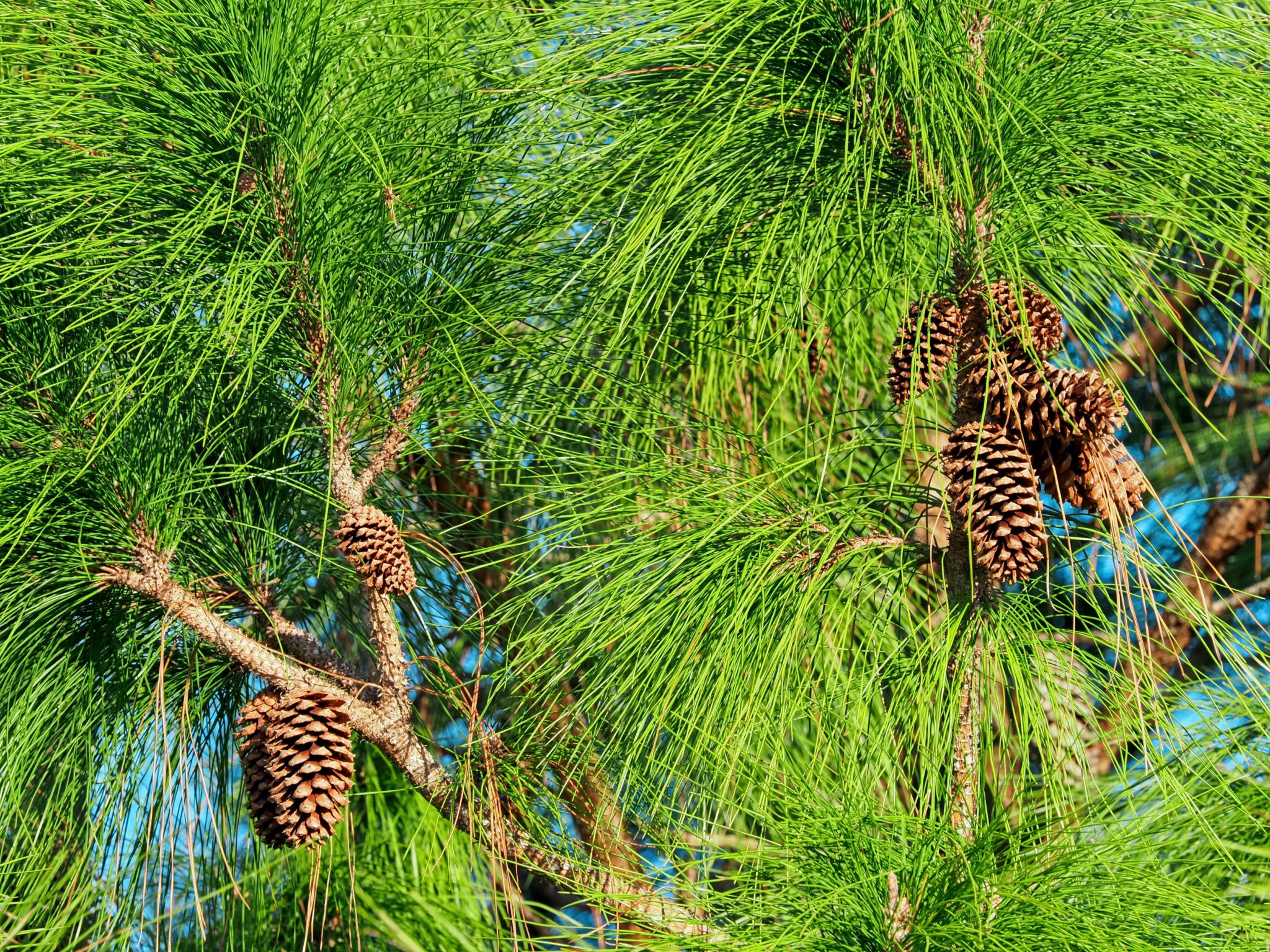 florida native plants