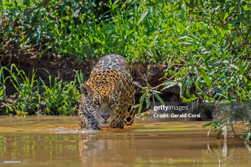 Der Jaguar (Panthera onca) ist eine Große Katze, eine Katze in der Panthera-Gattung, und ist die einzige lebende Panthera-Art, die in Amerika heimisch ist und im Pantanal, Brasilien, vorkommt. Schwimmen im Fluss.
