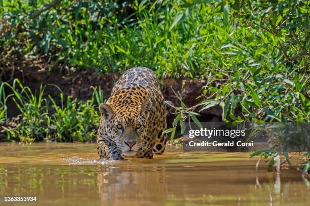 the jaguar (panthera onca) is a big cat, a feline in the panthera genus, and is the only extant panthera species native to the americas and is found in the pantanal, brazil. swimming in the river. - pantanal stockfoto's en -beelden