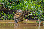 The jaguar (Panthera onca) is a big cat, a feline in the Panthera genus, and is the only extant Panthera species native to the Americas and is found in the Pantanal, Brazil. Swimming in the river.