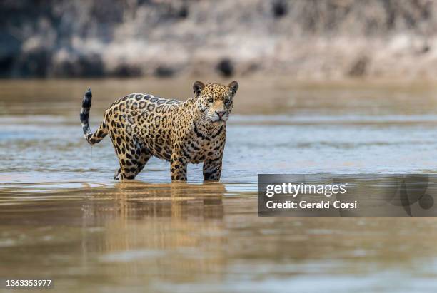 the jaguar (panthera onca) is a big cat, a feline in the panthera genus, and is the only extant panthera species native to the americas and is found in the pantanal, brazil. hunting along the river edge. walking. - jaguar stock pictures, royalty-free photos & images