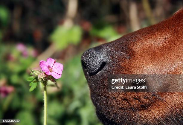 smell like summer spirit - rhodesian ridgeback stock-fotos und bilder