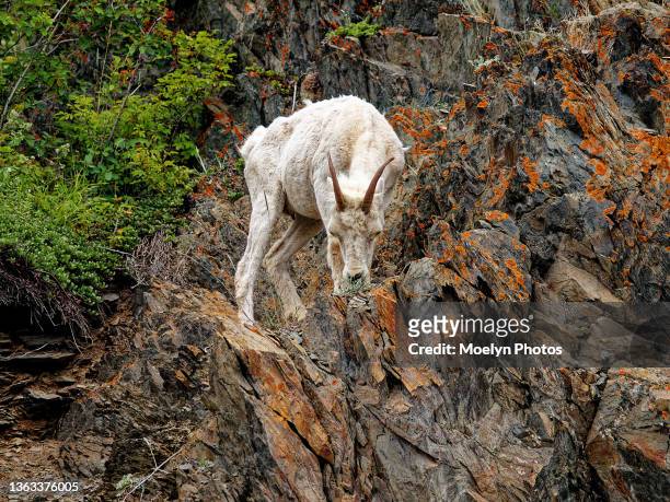 female dall sheep grazing - lichen formation stock pictures, royalty-free photos & images