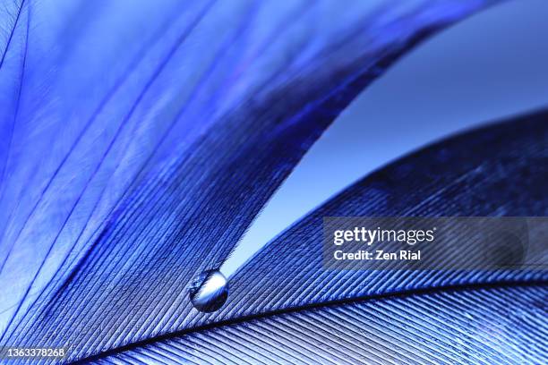 extreme close up of a blue feather and water drop on blue background - feather texture stock pictures, royalty-free photos & images