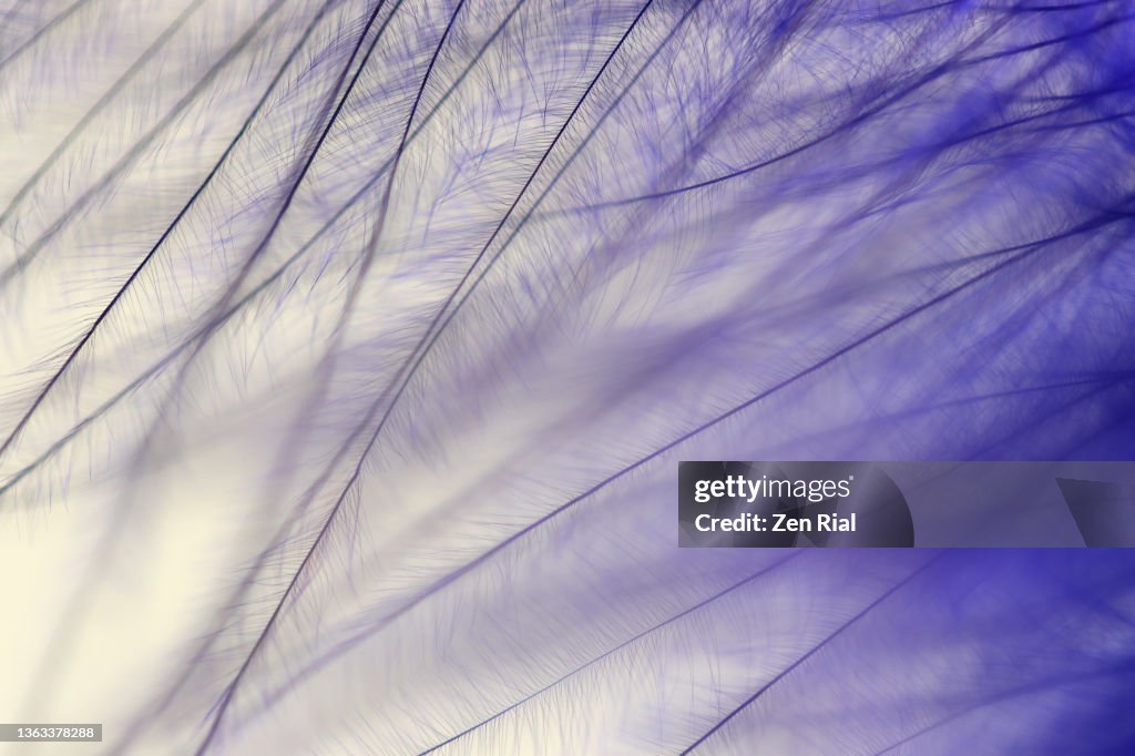 Extreme close up of a single purple blue feather