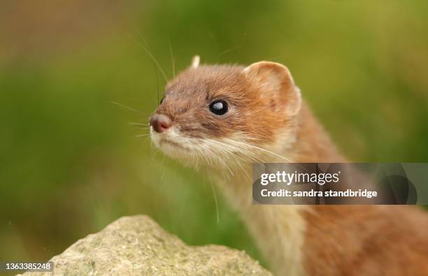 a headshot of a stoat, mustela erminea, hunting around in the grass at the british wildlife centre. - ermine stockfoto's en -beelden