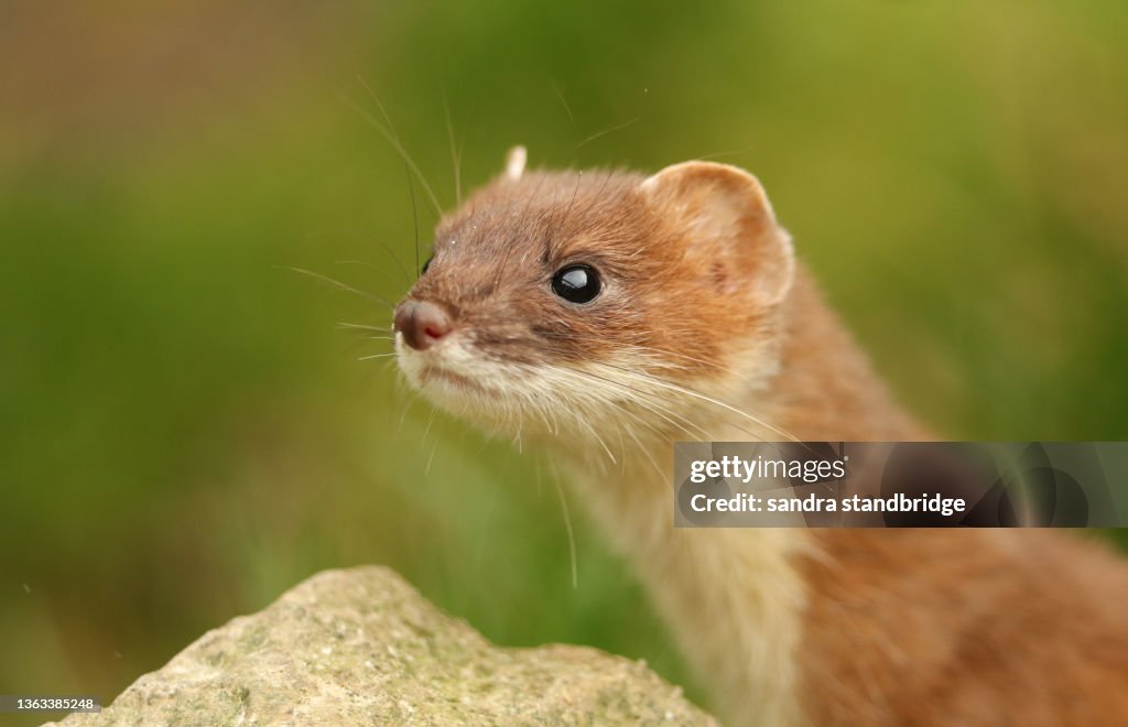 A headshot of a Stoat, Mustela Erminea, hunting around in the grass at the British Wildlife Centre.