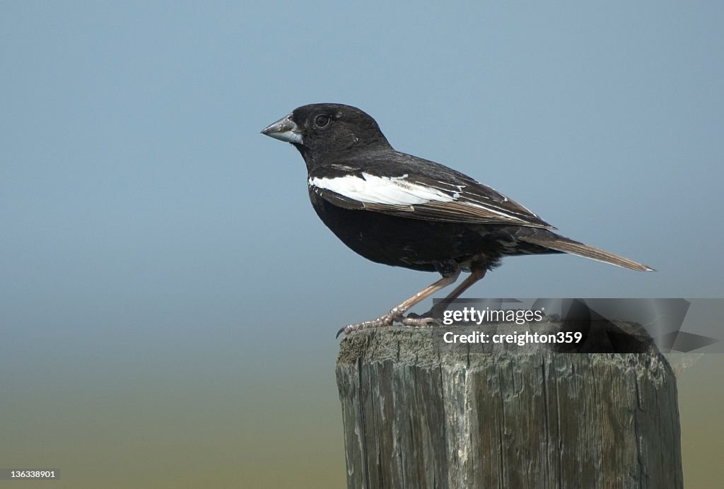 Lark Bunting