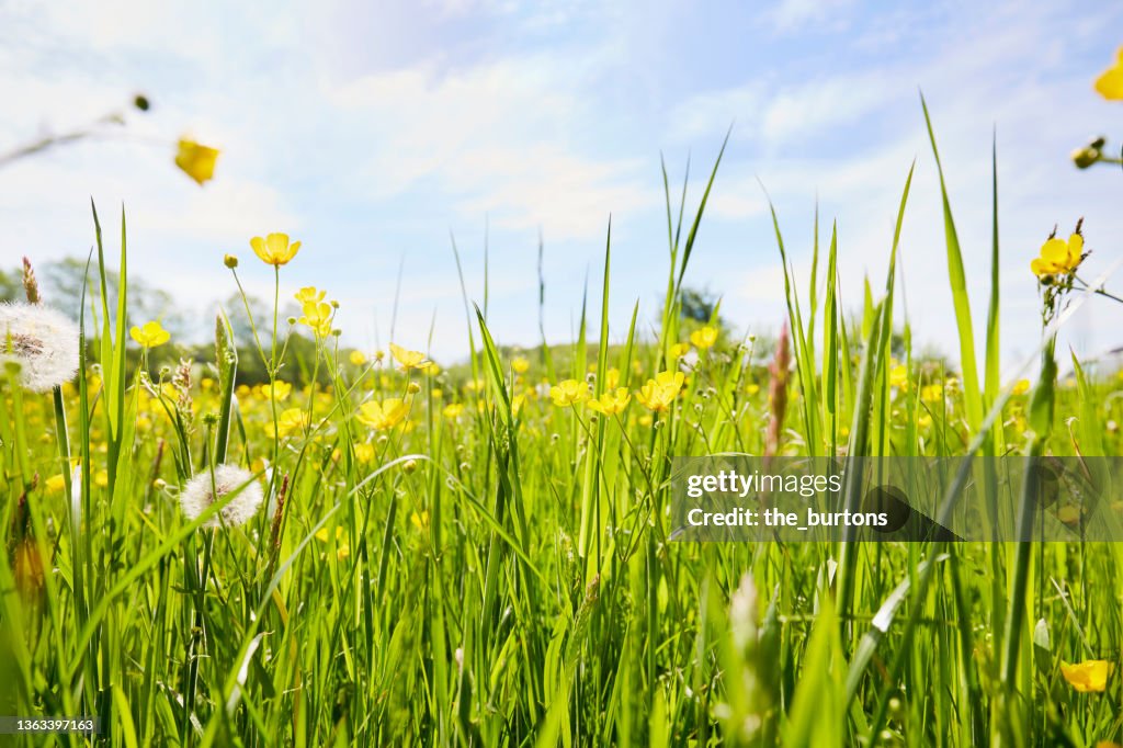 Buttercups on a meadow in summer, rural scene