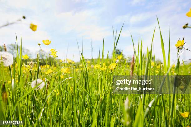 buttercups on a meadow in summer, rural scene - smörblomma bildbanksfoton och bilder