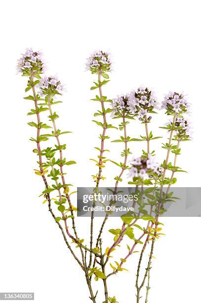 thyme plant isolated on white - thyme stock pictures, royalty-free photos & images