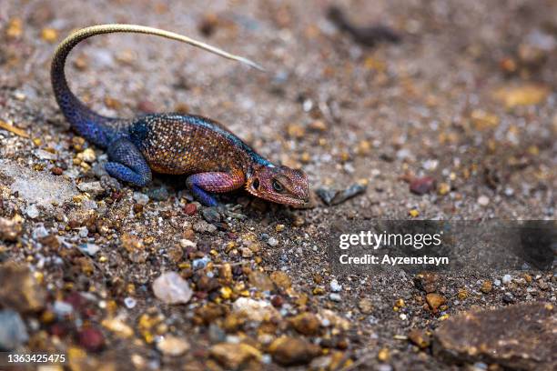 female rainbow lizard (agama) at wild - agama stock pictures, royalty-free photos & images