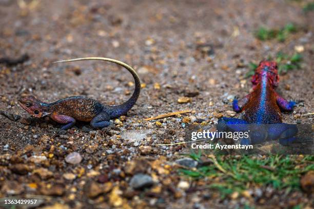 female rainbow lizard (agama) with male agama lizard at wild - siedleragame stock-fotos und bilder