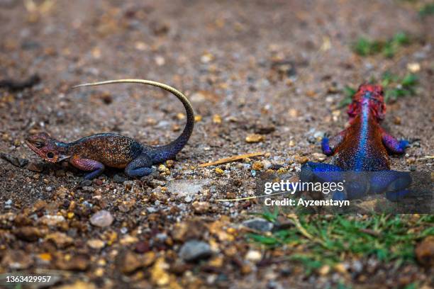 female rainbow lizard (agama) with male agama lizard at wild - agama stock pictures, royalty-free photos & images