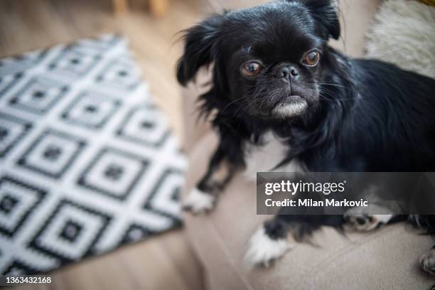 hund auf dem bett - pekingese stock-fotos und bilder