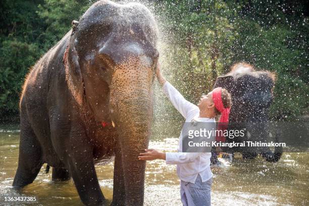 a mahout is taking shower with elephants. - muzzle human stock pictures, royalty-free photos & images