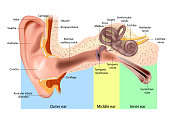 Human Ear Anatomy. Ear structure diagram. The human ear consists of the Outer, Middle and Inner ear.